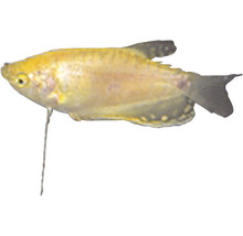 Goldener Fadenfisch für Aquarien