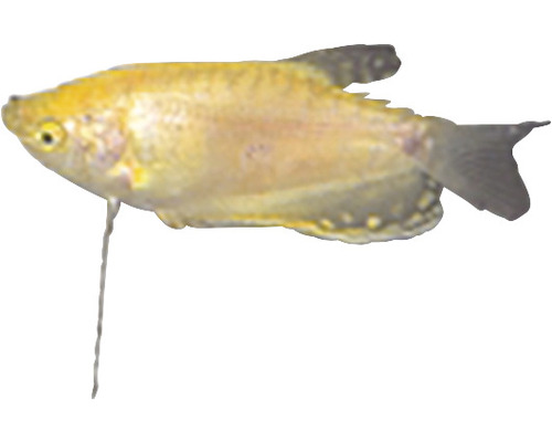 Goldener Fadenfisch für Aquarien
