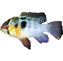 Zierfisch Schmetterlingsbuntbarsch
