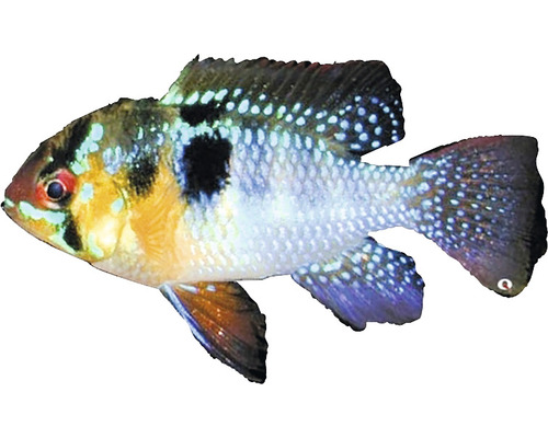 Zierfisch Schmetterlingsbuntbarsch