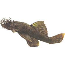 Buntbarsch für ein Aquarium