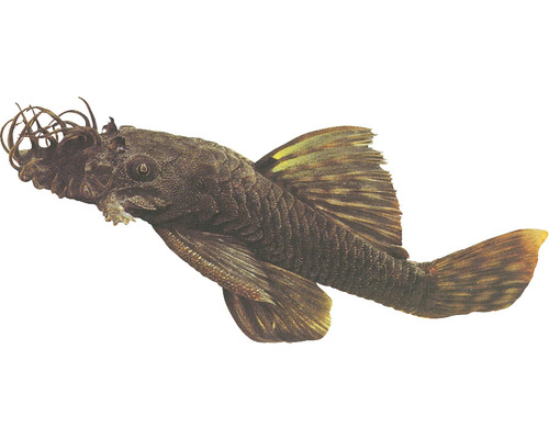 Buntbarsch für ein Aquarium