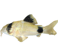 Corydoras Panda Zierfisch