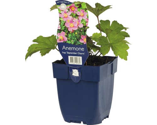 Herbst-Anemone FloraSelf Anemone hupehensis var. japonica 'September Charm' H 5-40 cm Co 0,5 L