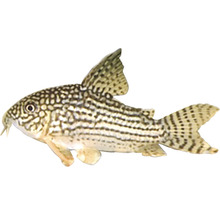 Gepanzerter Corydoras-Wels mit geflecktem Muster