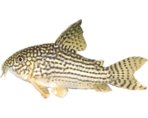 Gepanzerter Corydoras-Wels mit geflecktem Muster