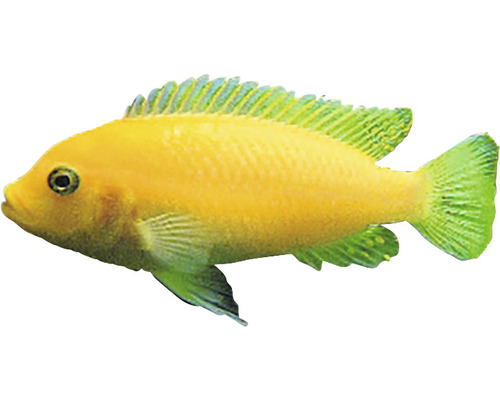 Gelber Zierfisch für das Aquarium