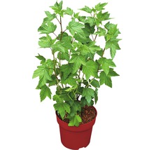 Schwarze Johannisbeere Hof:Obst Ribes nigrum 'Bona' ® H 30-40 cm Co 3,4 L