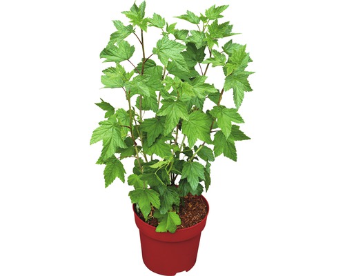 Schwarze Johannisbeere im Topf, eine Gartenpflanze für den Anbau von Beeren