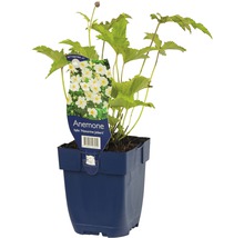Herbst-Anemone ''Honorine Jobert'' im Topf