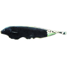 Messerfisch