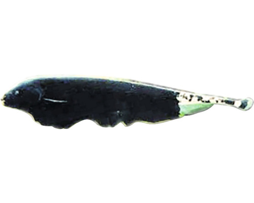 Messerfisch