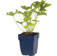 Schaumblüte in einem Pflanzgefäß