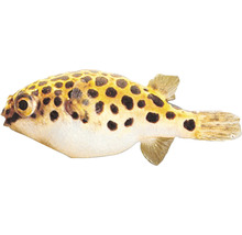 Kugelfisch als Aquariendekoration
