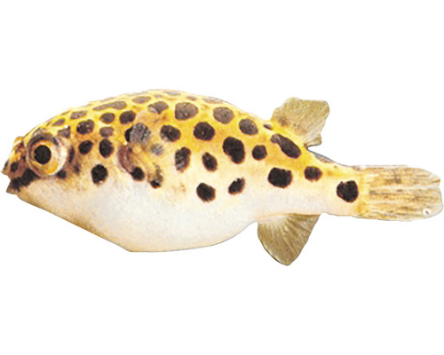 Kugelfisch als Aquariendekoration