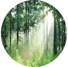 Sonnendurchfluteter Wald mit hohen Bäumen und üppigem Grün