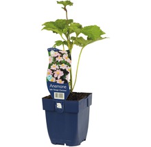 Anemone ''Königin Charlotte'' in einem Topf