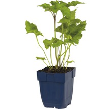 Gartenpflanze im Topf
