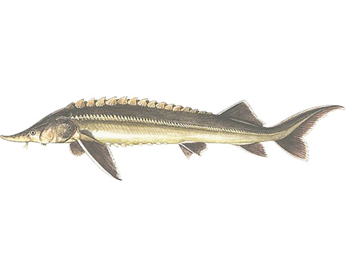 Illustration eines Störs