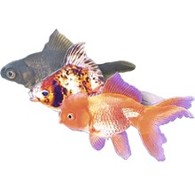 Drei Zierfische für Aquarien