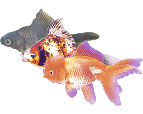 Drei Zierfische für Aquarien