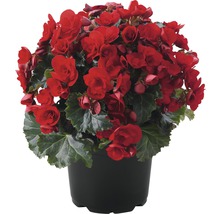 Begonie im Topf mit roten Blüten