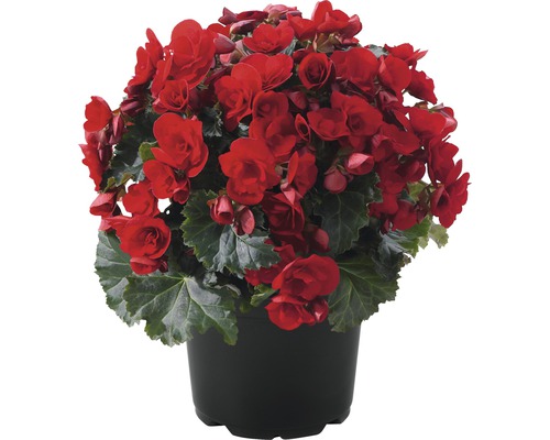 Begonie im Topf mit roten Blüten