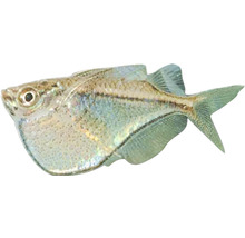 Silberdollar Fische