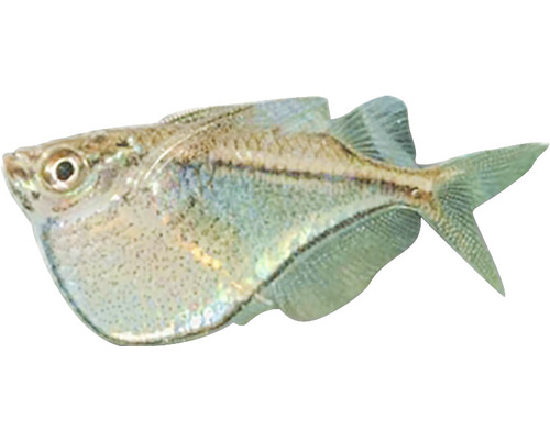Silberdollar Fische