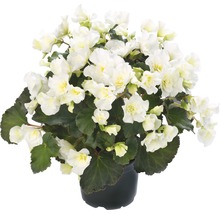 Begonie mit weißen Blüten im Topf