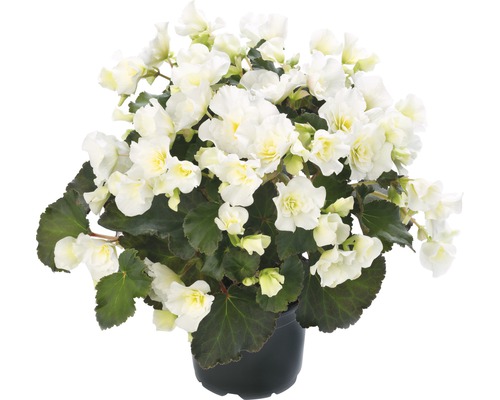 Begonie mit weißen Blüten im Topf
