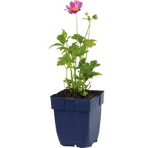 Herbst-Anemone in einem Topf