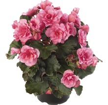 Begonie im Topf mit rosa Blüten