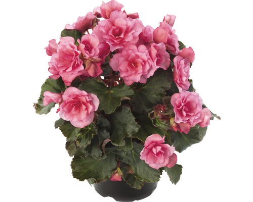 Begonie im Topf mit rosa Blüten