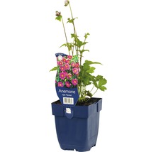 Anemone im Topf mit Pflanzenetikett