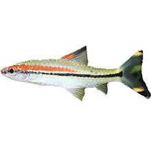 Zierfisch Rasbora Espei