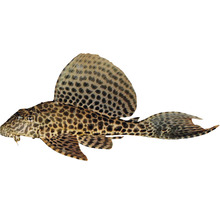Gefleckter Antennenwels