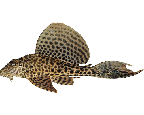 Gefleckter Antennenwels
