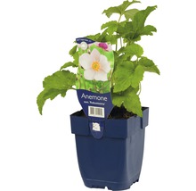 Anemone im Topf