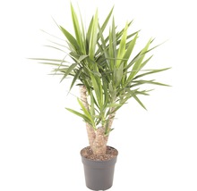 Riesen-Palmlilie, Yuccapalme verzweigt FloraSelf Yucca elephantipes H 70-80 cm Ø 24 cm Topf