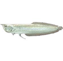Silberner Arowana Fisch
