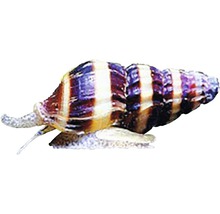 Gestreifte Apfelschnecke für Aquarien