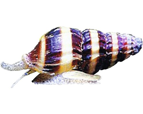 Gestreifte Apfelschnecke für Aquarien