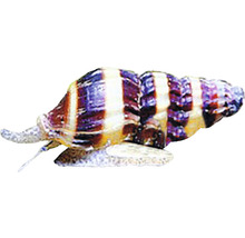 Gestreifte Pagodenschnecke für das Aquarium