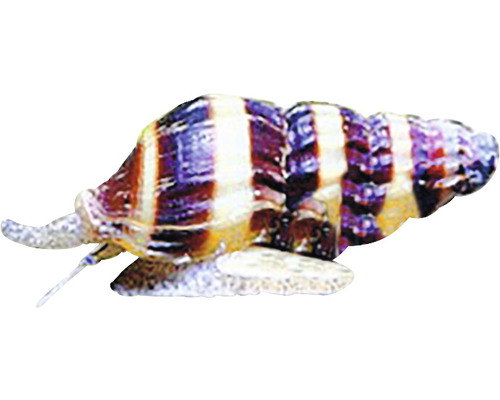 Gestreifte Pagodenschnecke für das Aquarium