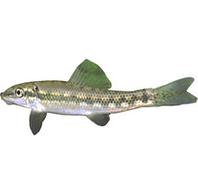 Saugbarbe, ein Süßwasserfisch