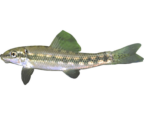 Saugbarbe, ein Süßwasserfisch
