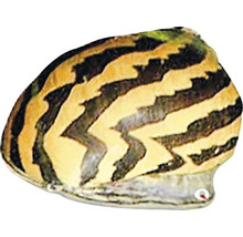 Gestreifte Rennschnecke