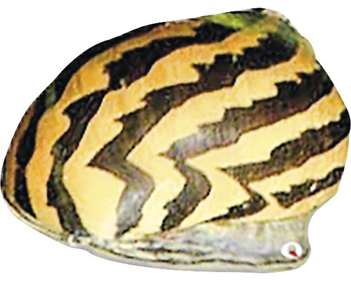 Gestreifte Rennschnecke