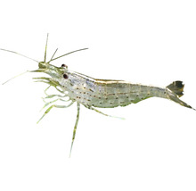 Garnele für das Aquarium